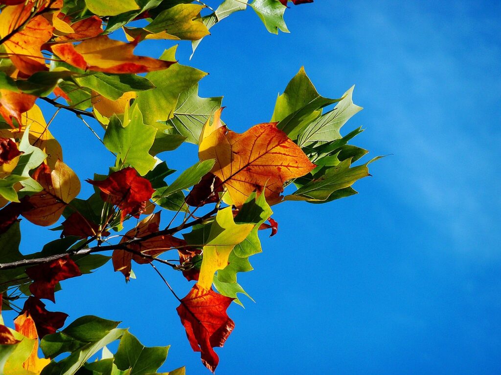 autumn, leaves, foliage, autumn leaves, autumn foliage, autumn colors, autumn season, fall foliage, fall leaves, fall colors, nature, autumn, autumn, autumn, autumn, autumn, leaves, autumn leaves, fall leaves