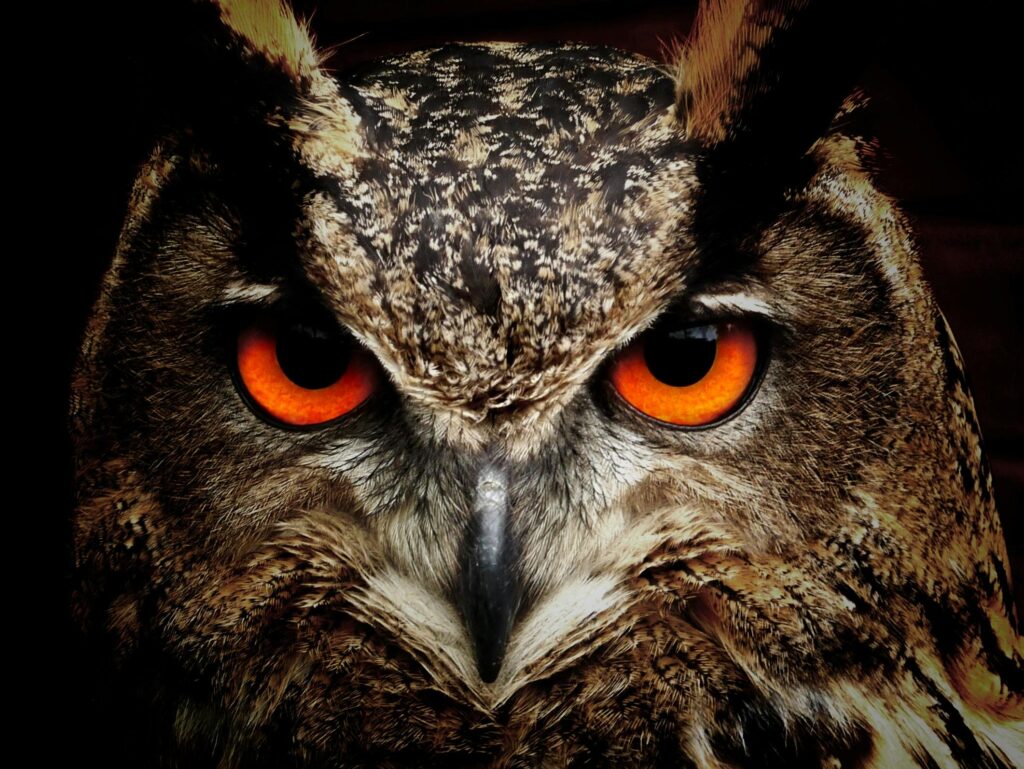 Intense close-up of an owl showcasing its vibrant orange eyes and detailed feathers.